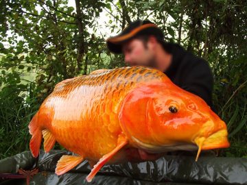 Click & fish